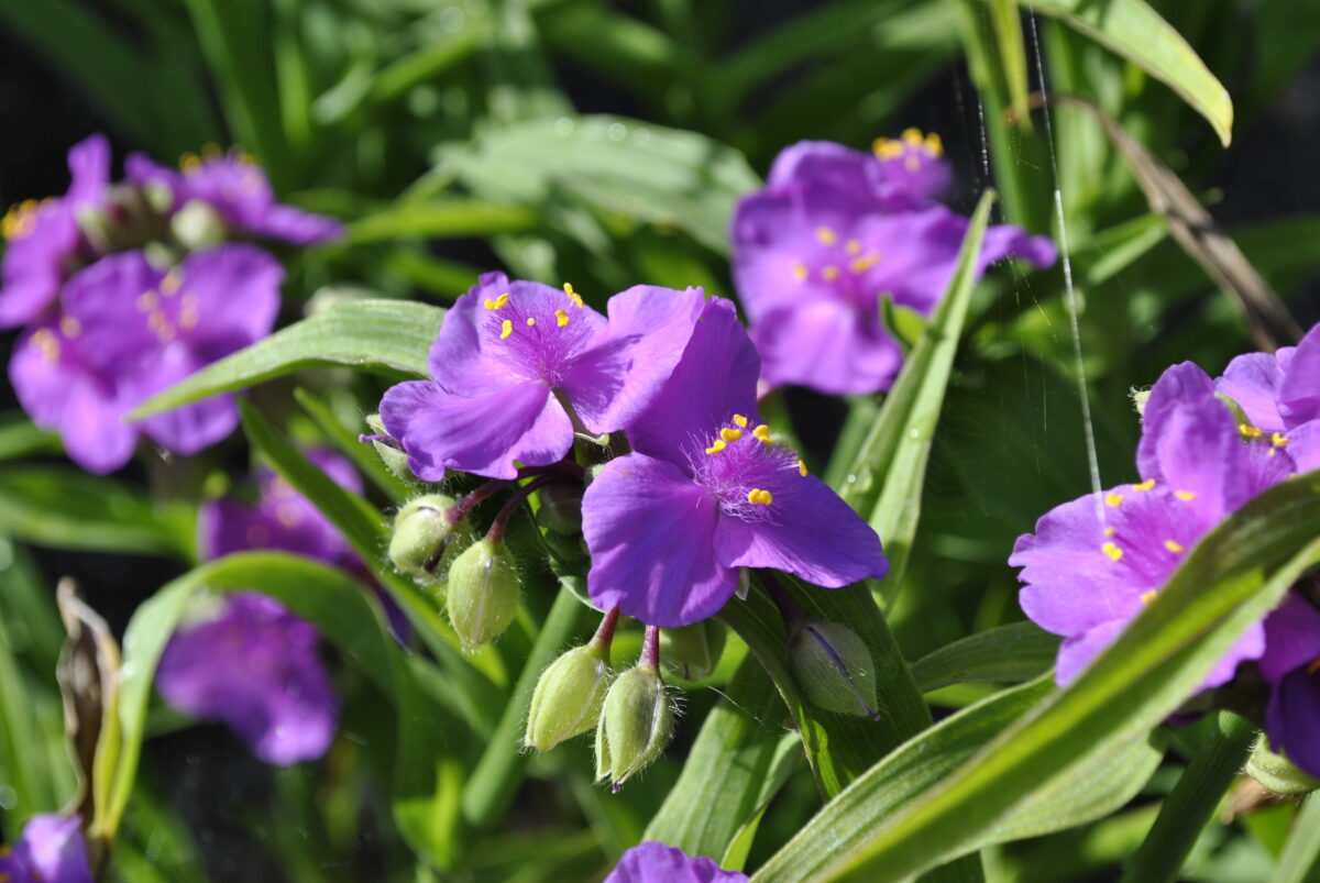 Pink flowers of Tradescantia Andersoniana