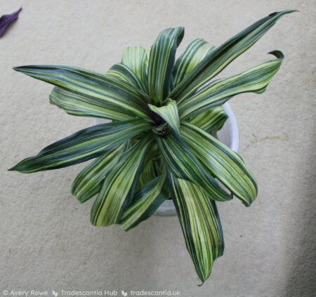 Tradescantia spathacea Vittata plant, a large rosette of gold-striped green leaves