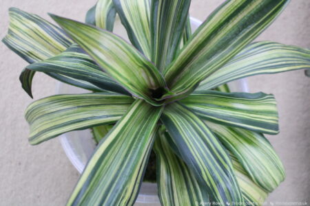 Tradescantia spathacea Vittata plant, a large rosette of gold-striped green leaves