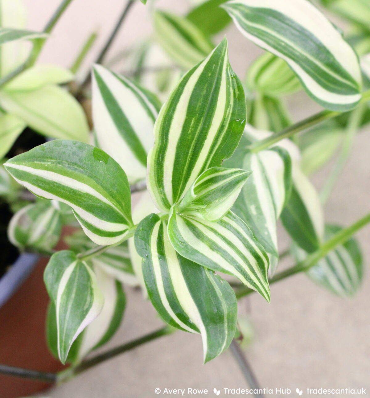 Tradescantia fluminensis Variegata plant with crisp green and white variegated leaves