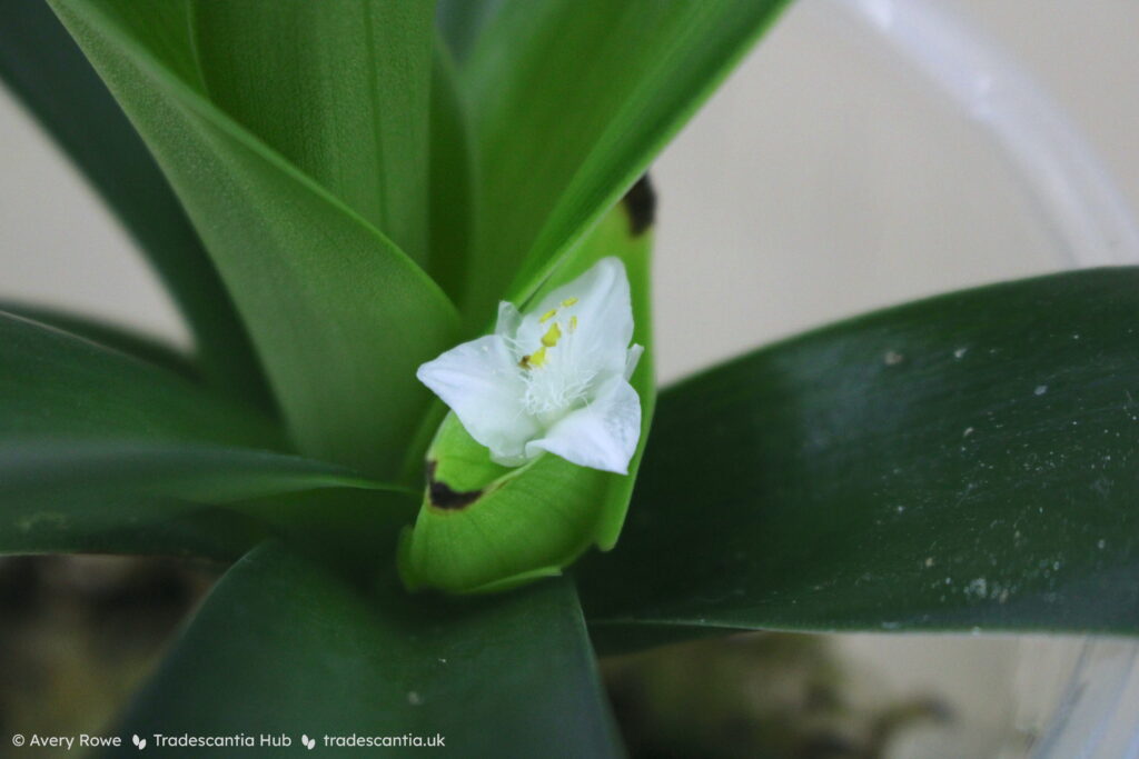 White flower on T. spathacea 'Concolor', held very close to the main stem among the large leaves.