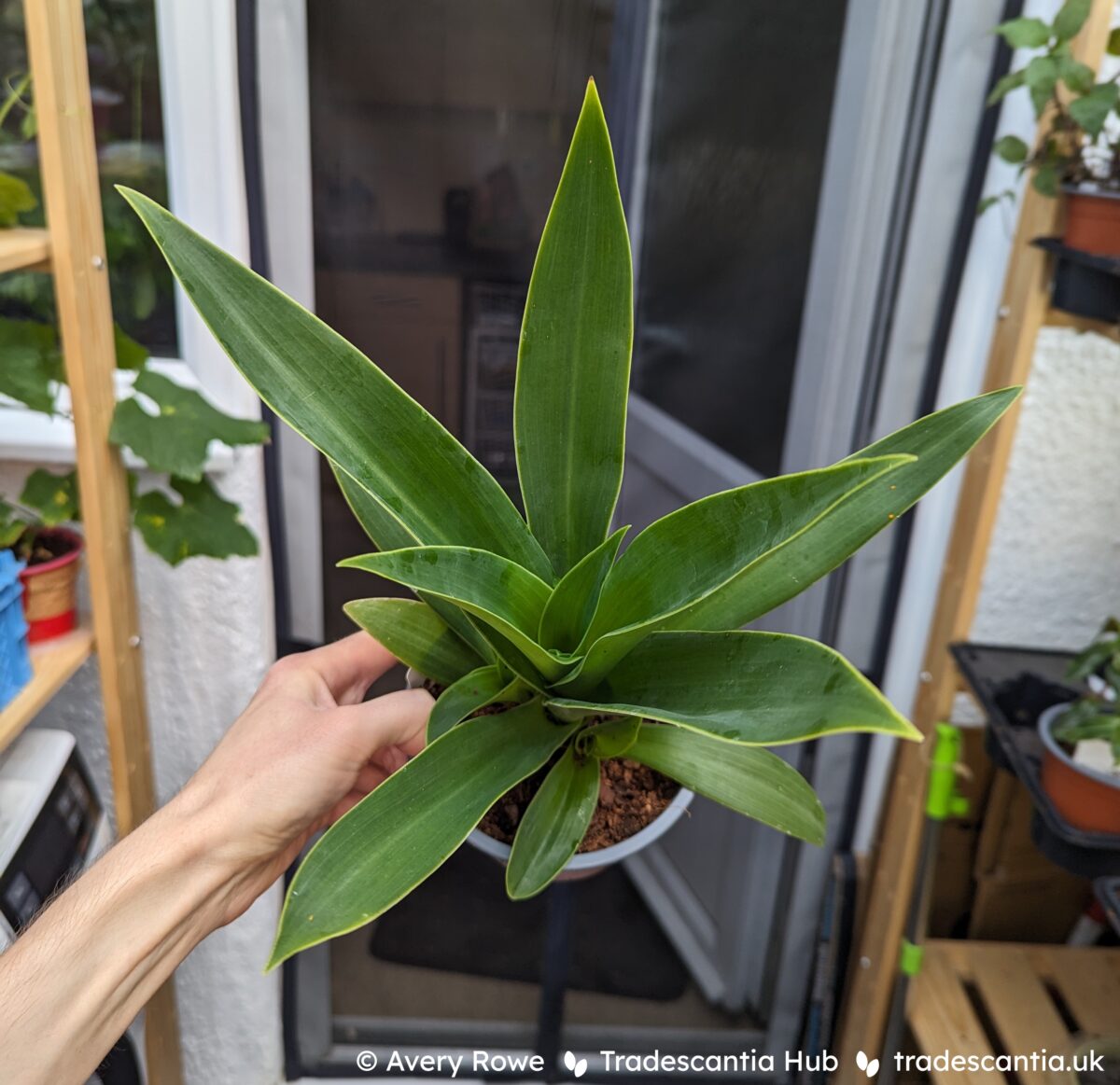 Tradescantia spathacea Concolor plant, a large rosette of long pure green leaves