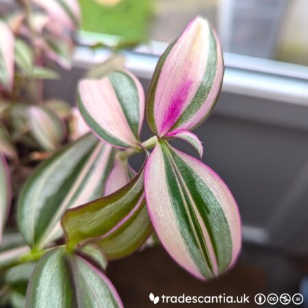 Tradescantia zebrina Quadricolor stem with pink, green, and silver stripes