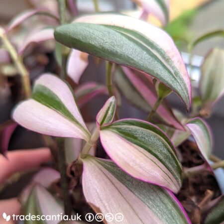 Tradescantia zebrina Quadricolor stem with pink, green, and silver stripes