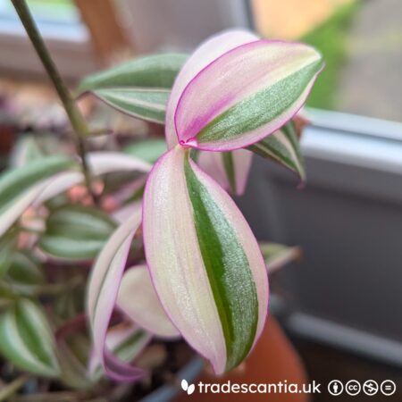 Tradescantia zebrina Quadricolor stem with pink, green, and silver stripes