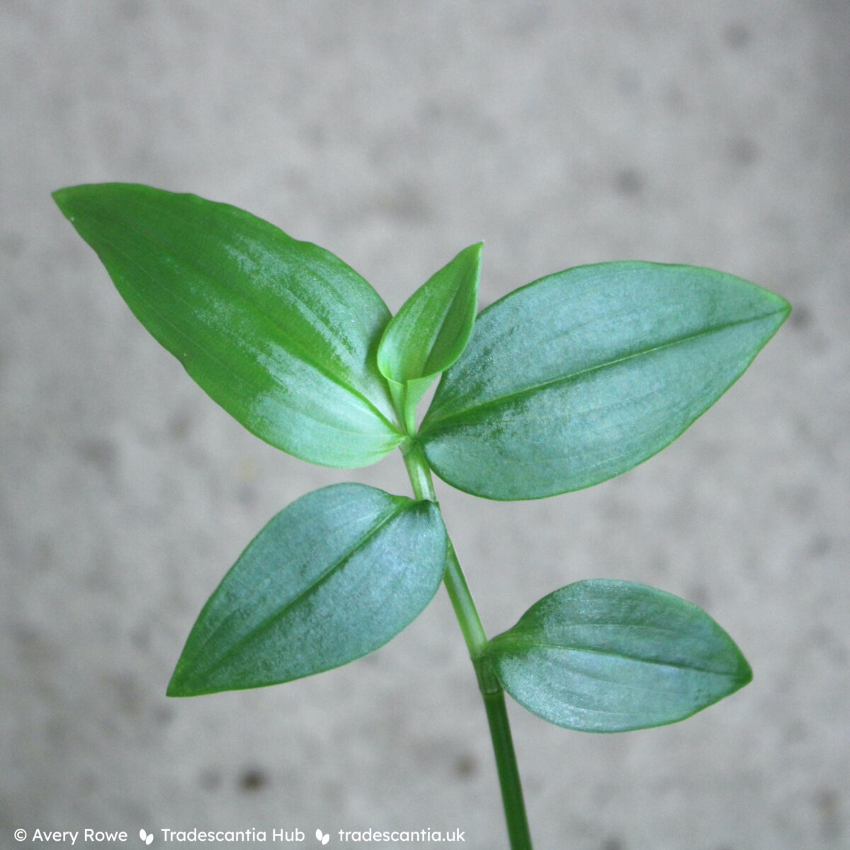 Tradescantia fluminensis Viridis plant with green leaves