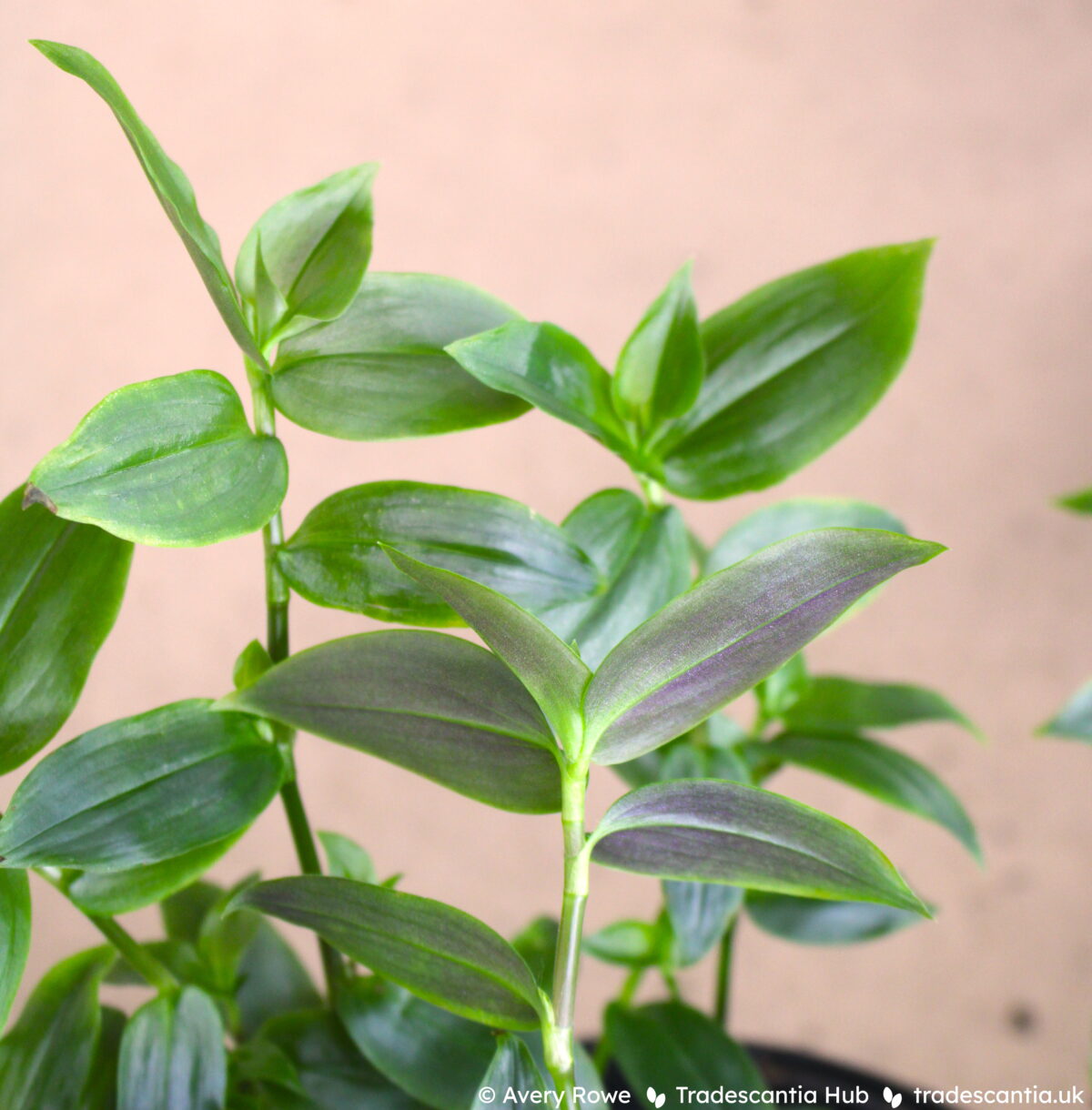 Purple leaf undersides of Tradescantia fluminensis Bicolor