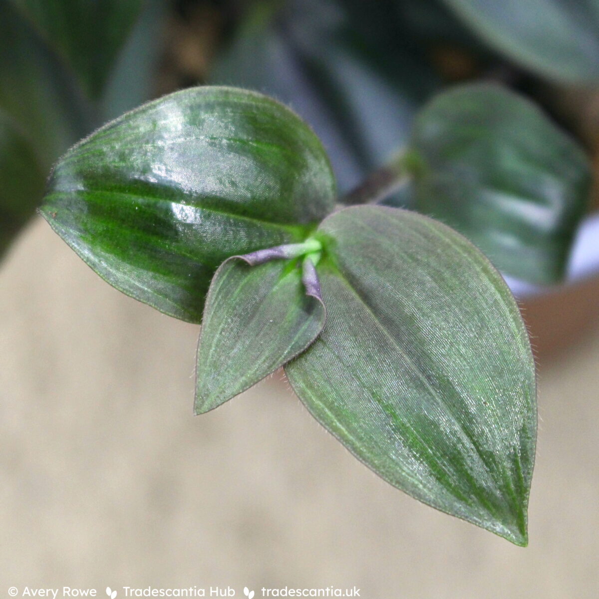 Tradescantia zebrina Purpusii plant with purplish green leaves