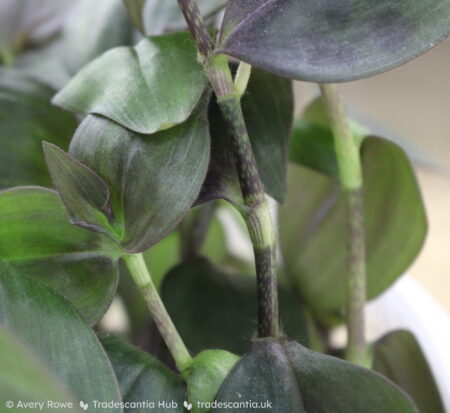 Stems, purplish brown with pale green freckles