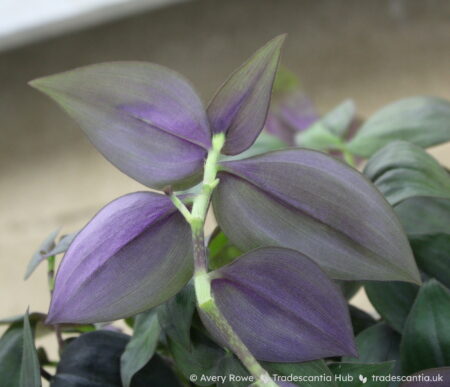 Leaf undersides, uniform shimmery purple