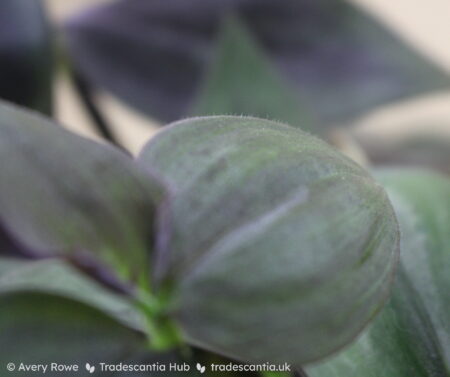 Close up of purplish-green leaf surface with scattered hairs