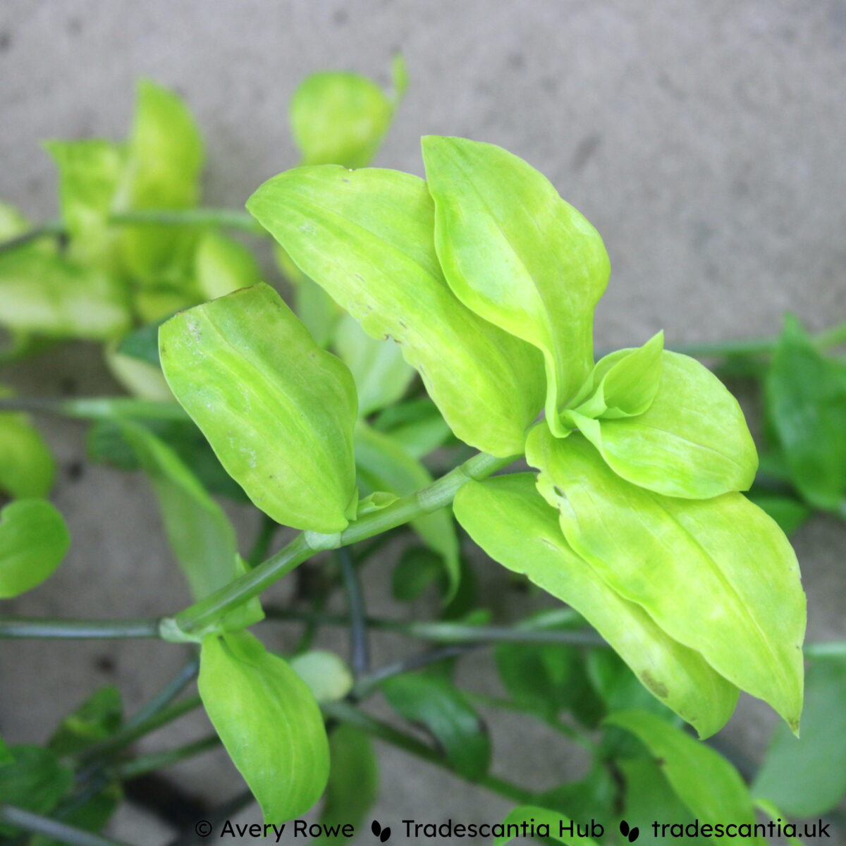 Tradescantia fluminensis Aurea with bright golden-lime green leaves