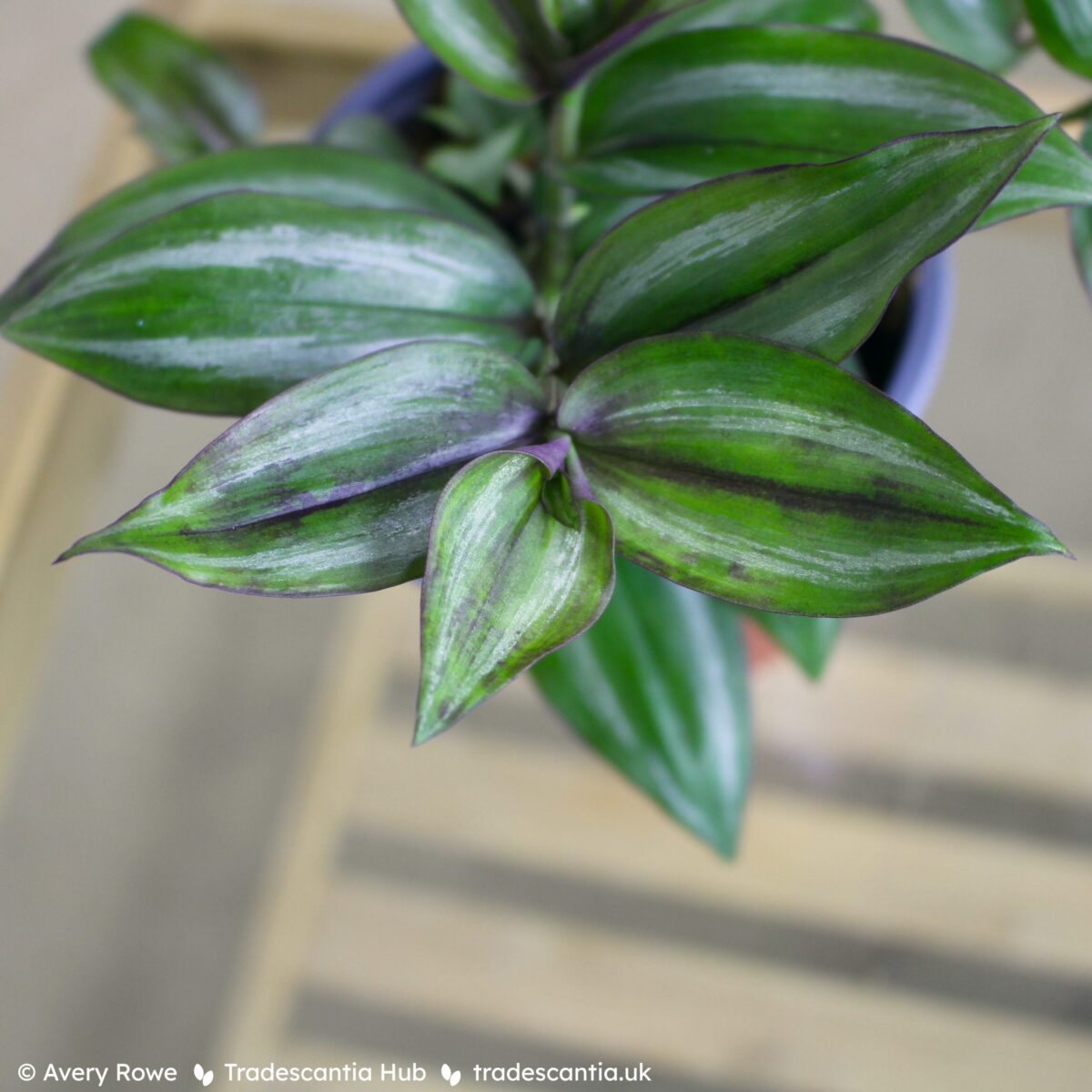 Tradescantia zebrina Discolor plant with green leaves and narrow silver bands