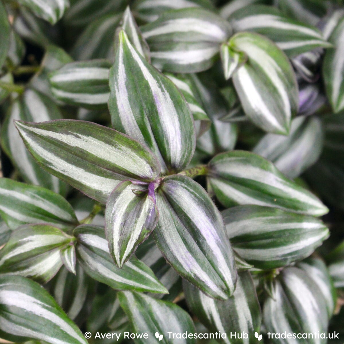 Tradescantia zebrina Minima plant with green leaves and jagged silver bands