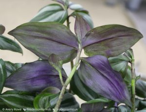 Metallic purple leaf undersides.