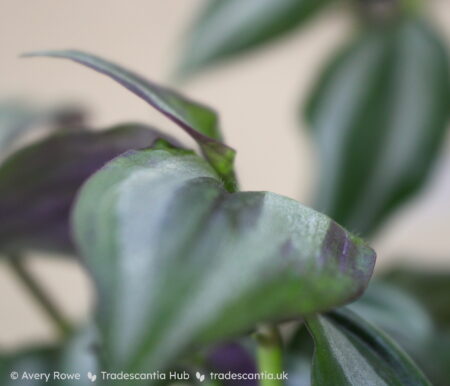 Leaf surface with scattered hairs