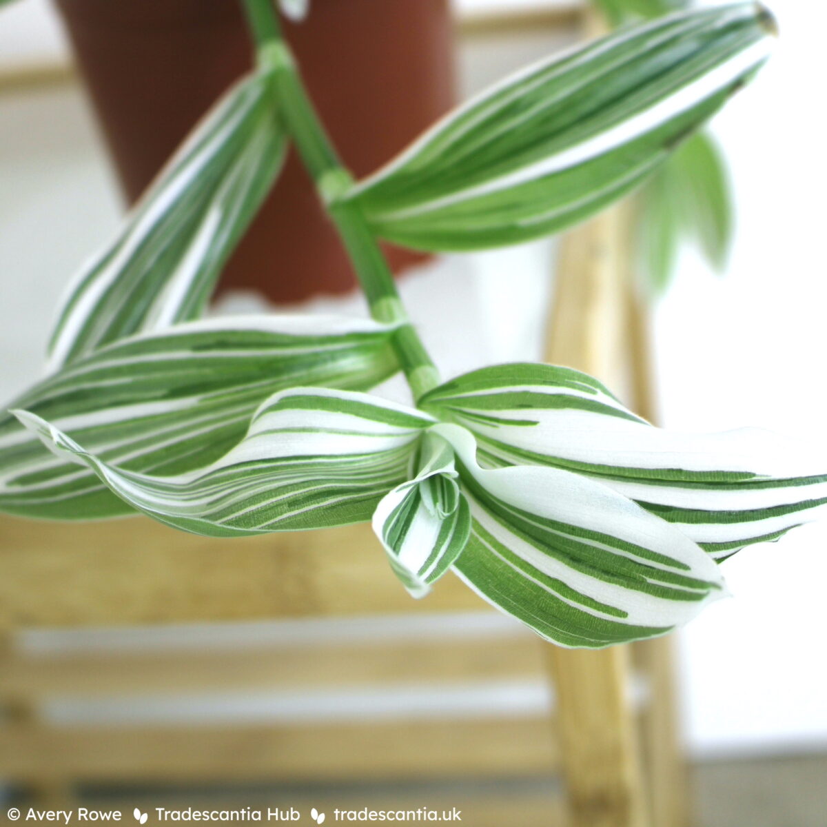 Trailing stem of Tradescantia Albovittata with green and white striped leaves