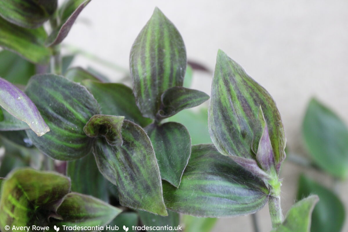 Tradescantia zebrina Purple Plush leaves, fuzzy green with purple pinstripes