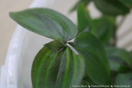 Close view of slighty hairy leaf surface, green with dark red stripes