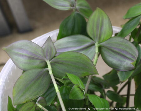 Leaf undersides, shimmery greyish purple with green veins