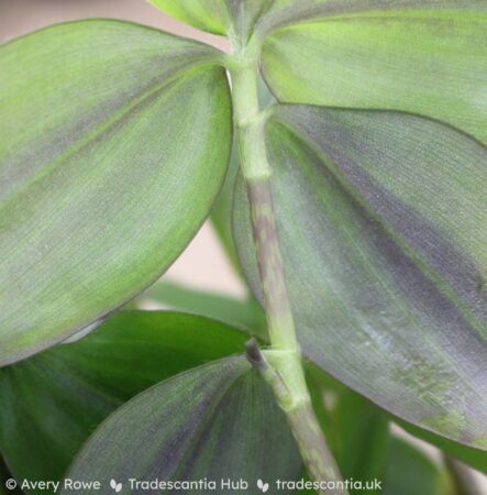 Pinkish brown stems with light green freckles and light green leaf sheaths