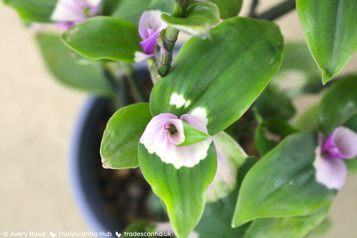 Tradescantia Maiden's Blush plant with pink-blotched green leaves