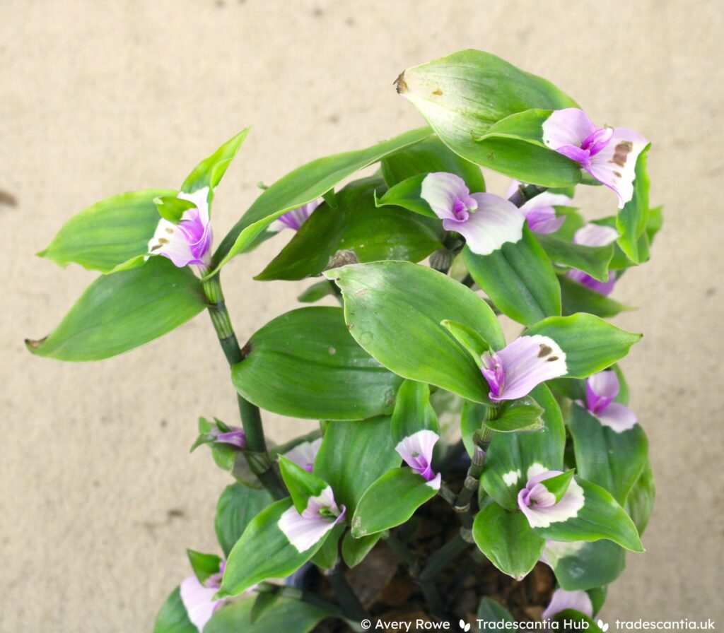 Green tradescantia plant, all the newest leaves have a sharply-contrasting light pink patch near the base.