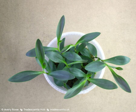 Pot of Tradescantia pallida 'Shadow Hill' grown in moderate light, with dark olive leaves