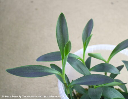 Leaves of Tradescantia pallida 'Shadow Hill' with purplish-olive surfaces.