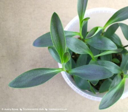 Leaves of Tradescantia pallida 'Shadow Hill' with purplish-olive sufaces and light green edges.