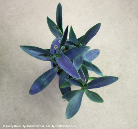 Tradescantia pallida 'Shadow Hill' with strong purple leaves and compact growth.