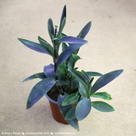 Side view of Tradescantia pallida 'Shadow Hill' with strong purple leaves and compact growth.