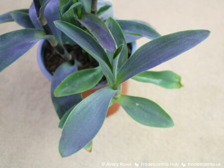 Leaves of Tradescantia pallida 'Shadow Hill', strong purple with light green edges.