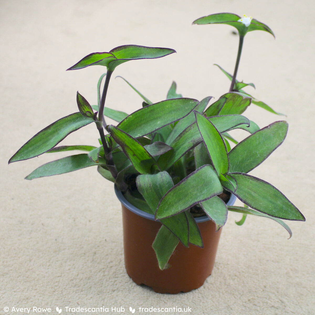 Tradescantia pallida Ocampo White plant, with bright green leaves edged in red, and one pure white flower