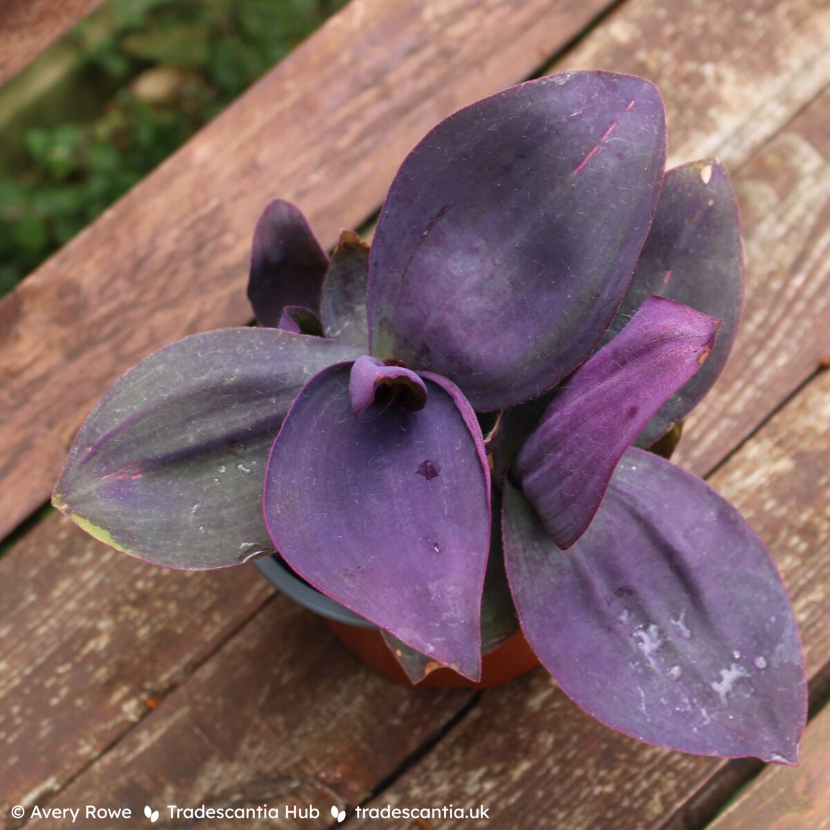 Tradescantia pallida Kartuz Giant plant with extremely wide deep purple leaves