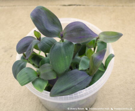 Tradescantia pallida 'Kartuz Giant' with large olive-purple leaves