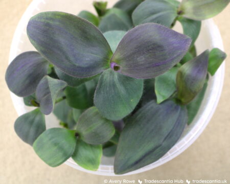 Tradescantia pallida 'Kartuz Giant' leaves, large olive-purple ovals