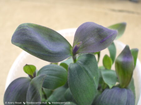 Tradescantia pallida 'Kartuz Giant' leaves, large olive-purple ovals