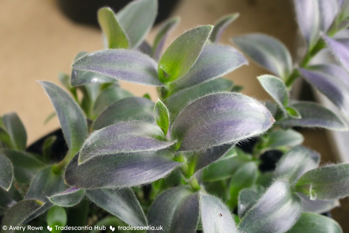 Tradescantia Pale Puma plant with furry purplish green leaves