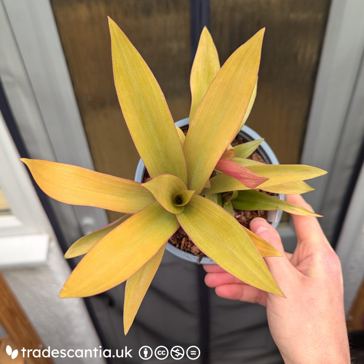 Tradescantia spathacea 'HANSOTI02' Sitara Gold, with long golden leaves