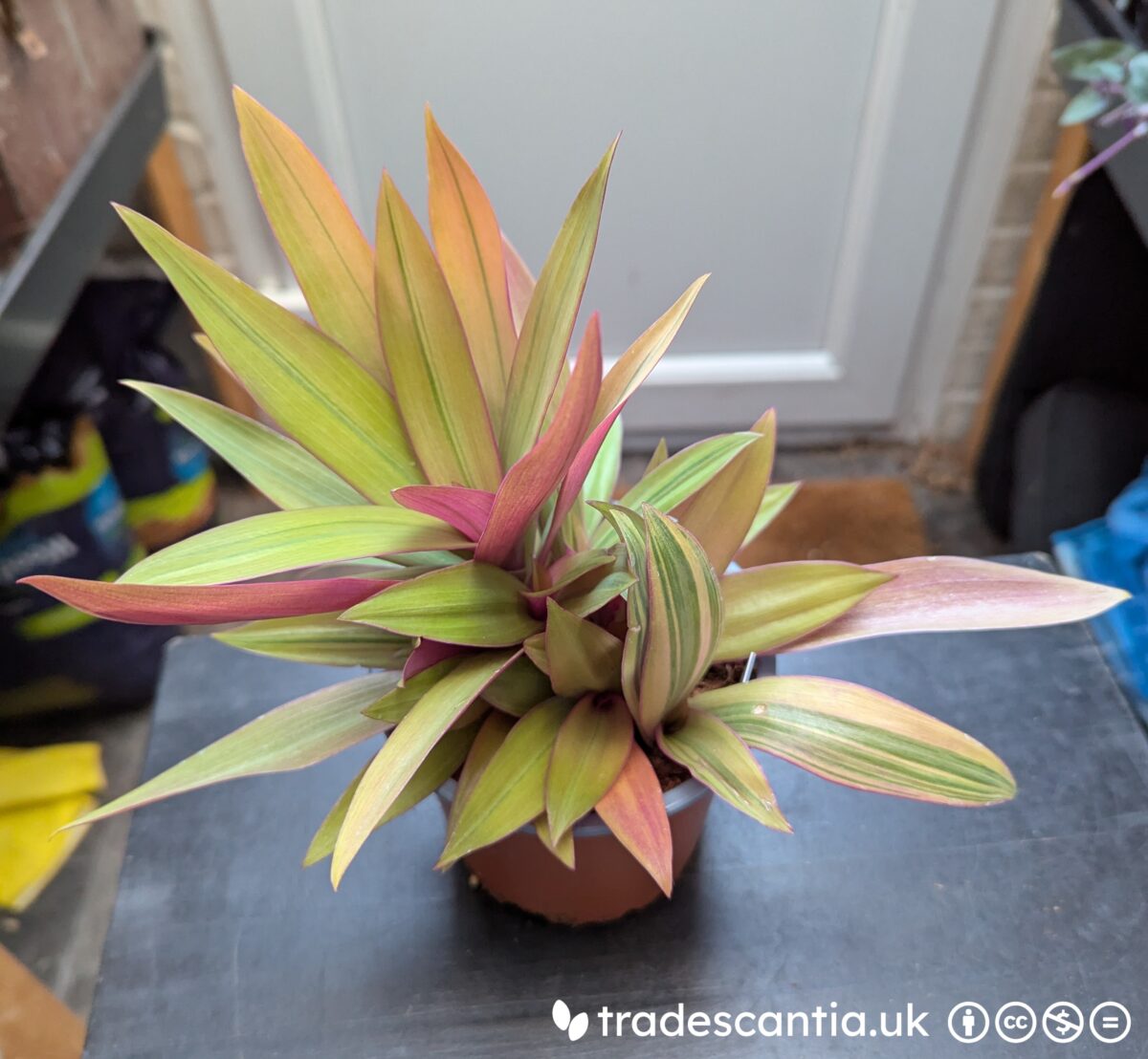 Tradescantia spathacea HANSOTI02 Sitara Gold with golden leaves and green stripes