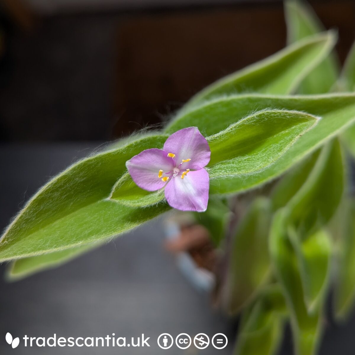 Tradescantia sillamontana Hogan's Hero flower, with three petals that are soft pink and have a white area down the centre