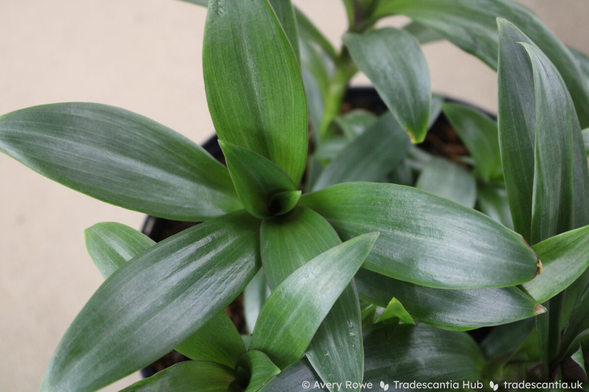 Tradescantia spathacea Dwarf plant, small rosettes of narrow pure green leaves