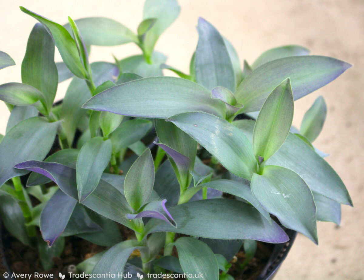 Tradescantia pallida Blue Sue plant, with light bluish green leaves