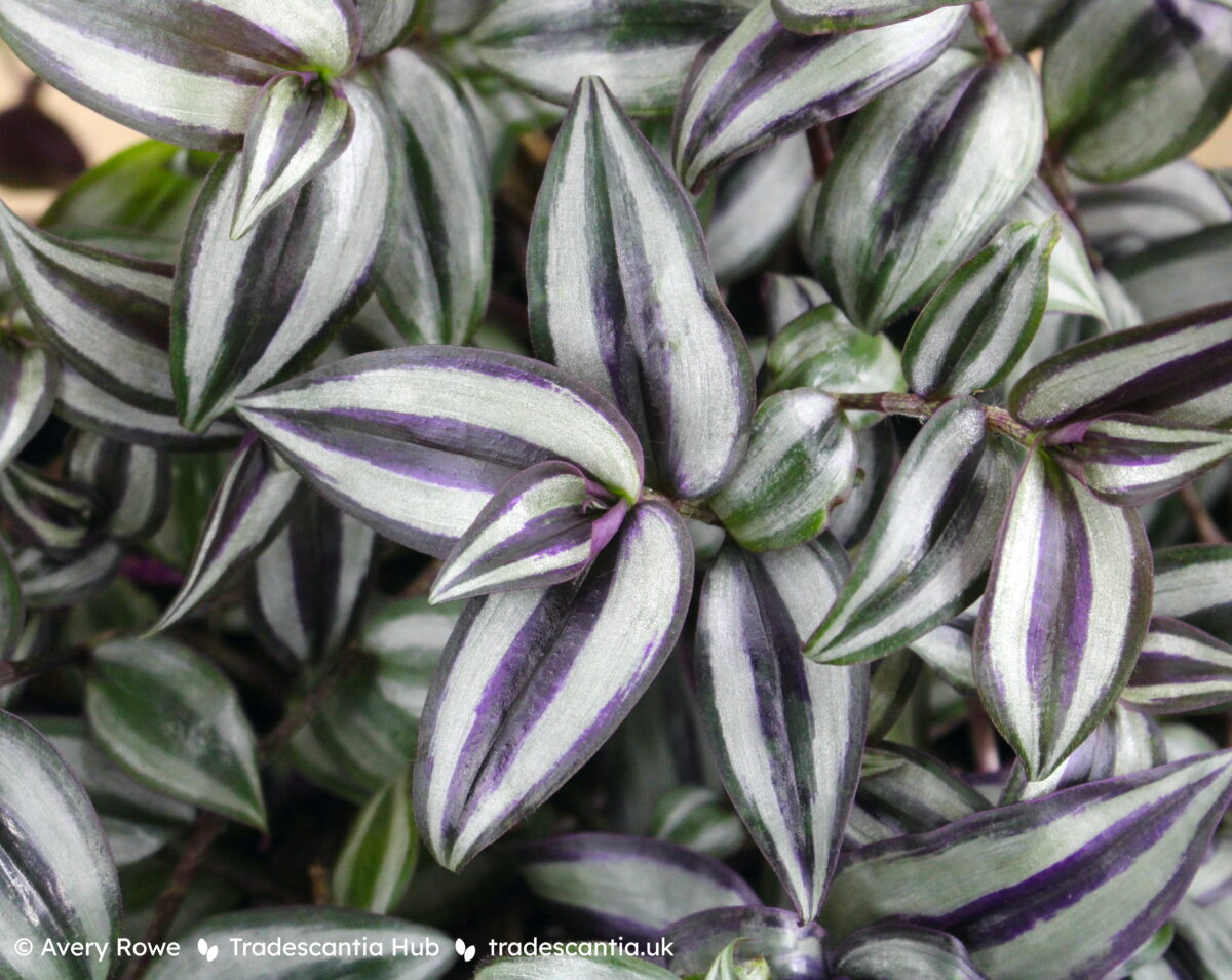 Tradescantia zebrina Violet Hill with bright purple leaves and wide glittering silver bands