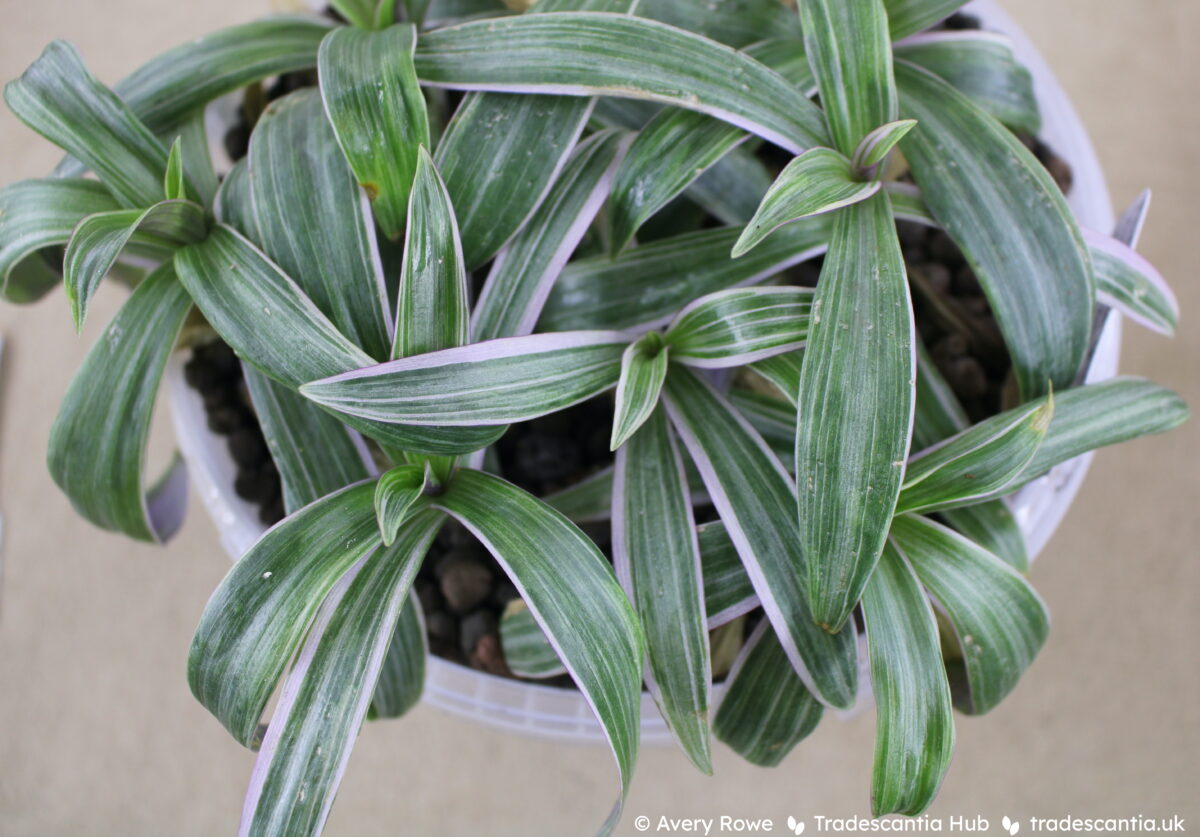 Tradescantia spathacea Sitara plant, the leaves are greyish green with subtle pink streaks