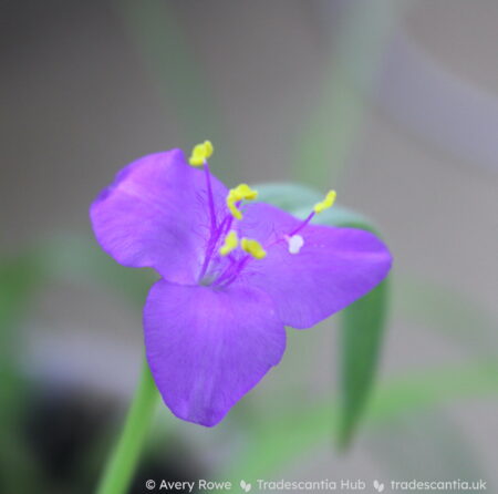 Bright magenta Tradescantia hirta 'Swifttale' flower