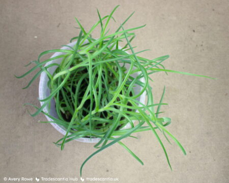 Grass-like Tradescantia hirta 'Swifttale' foliage