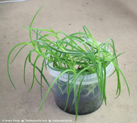 Grass-like Tradescantia hirta 'Swifttale' foliage drooping over the edges of its pot.