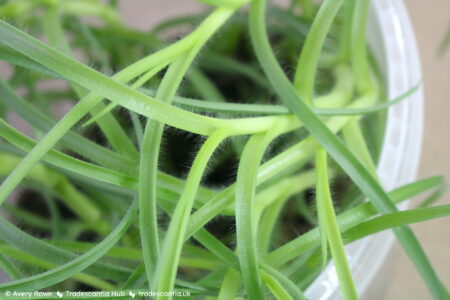 Close view of narrow hairy Tradescantia hirta 'Swifttale' leaves